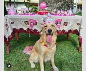 Grupo de Cachoeiro promove o 1ºAurraiá na sexta (16) Cachorro posa em frente a mesa de aniversário