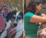 Cachorra com mais de 20 quilos é obrigada a parar de comer comida