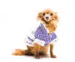 Shopping em Vila Velha promove Desfile Pet no fim de semana