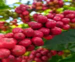Uma adubação adequada é fundamental para o sucesso no cultivo do café