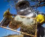 Senar oferece capacitações gratuitas na área de produção de mel