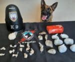 VÍDEO | K9 Alga localiza drogas durante buscas em Guaçuí