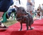 Com patas ao contrário, cachorro vence como o mais feio do mundo
