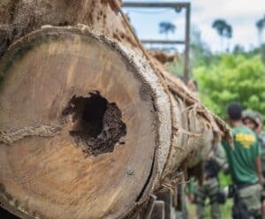 Ibama apreende carregamento de Ipê extraído ilegalmente da Terra Indígena Cachoeira Seca, Pará em março deste ano