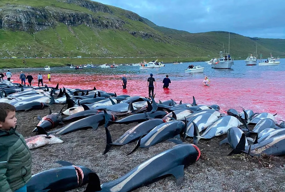 Foto: Sea Shepherd Conservation Society Foto: Sea Shepherd Conservation Society
