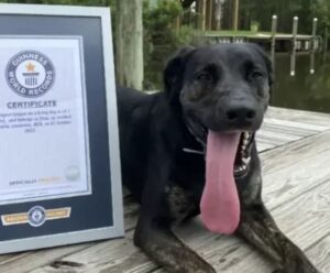 Cadela americana bate recorde de língua mais comprida do mundo Língua mais comprida do mundo