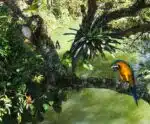 Meio Ambiente: a natureza está desaparecendo no Brasil