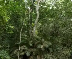 Brasil estoca no solo o equivalente a 70 anos de emissões de CO2 Mata Atlantica