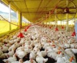 Gripe aviária: número de casos no Brasil sobe para 57