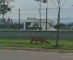 Onça é capturada em condomínio de Zé Felipe e Virgínia Fonseca