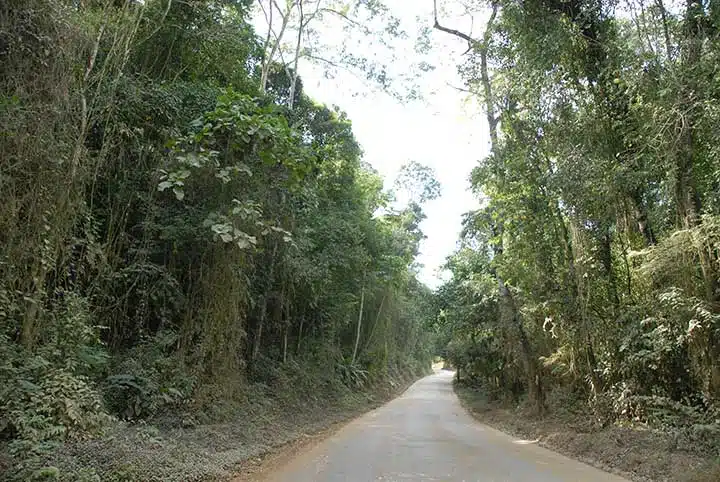Estrada no Parque Estadual Mata das Flores em Castelo