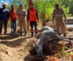 Cavalo é resgatado após cair em poço de lama em Cachoeiro