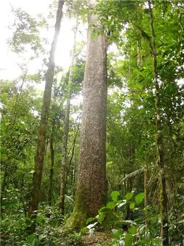 Trilha Imperial, famosa trilha localizada em Conceição do Castelo