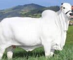 Vaca nelore mais cara do mundo é brasileira e custa R$ 21 milhões