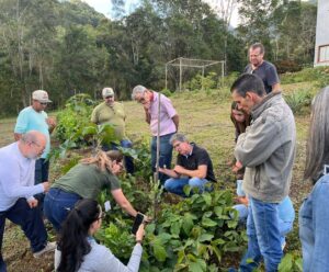 Incaper incentiva produção de olivicultura no Caparaó Capixaba