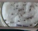 Nova vacina contra a dengue chega ao Brasil na próxima semana