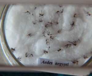 Nova vacina contra a dengue chega ao Brasil na próxima semana mosquitos no algodão