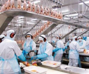 Trabalhadores embalando frango em um frigorífico