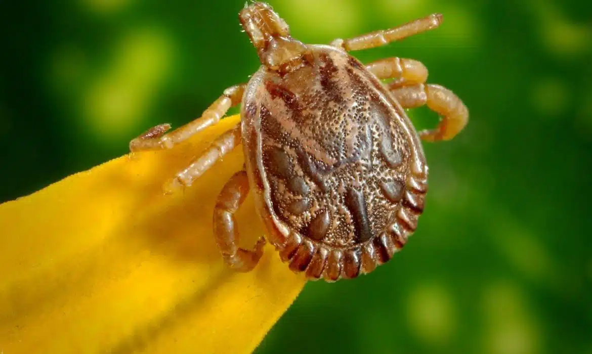 Carrapato-estrela, transmissor da bactéria causadora da Febre Maculosa