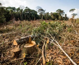 AGU cobra R$ 628 mi em indenizações e multas por danos ambientais mata desvastada