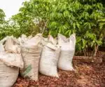 Produtor rural tem sacas de café furtadas em Muniz Freire e fica no prejuízo