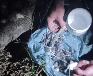 PM-ES encontra grande quantidade de drogas abandonadas dentro de pote Drogas acondicionadas em um pote de plástico