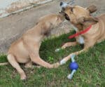 Praça de Fátima recebe feira de adoção responsável de cães