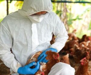 ES decreta Estado de Emergência Zoossanitária em função da Influenza Aviária Homem examinando uma ave dentro de um galinheiro