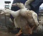 Registrado primeiro caso de gripe aviária em pato