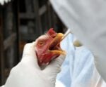 Agricultura confirma mais dois casos de gripe aviária em aves silvestres