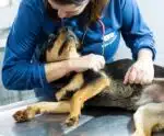 Guarda responsável de animais é tema de ação pedagógica no ES