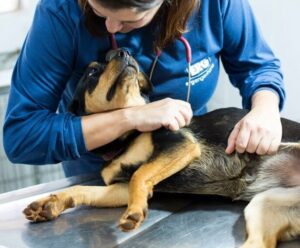 Guarda responsável de animais é tema de ação pedagógica no ES Mulher acariciando um cachorro