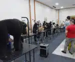 Pet Fair ES terá atrações para animais de estimação e tutores