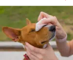 Junho Violeta coloca em foco a visão do seu pet