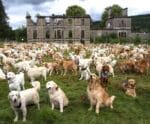 500 goldens retrievers se reúnem para celebrar aniversário de criação da raça