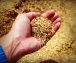 Preço do arroz volta a níveis observados em outubro de 2022