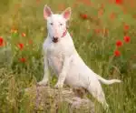 Cão da raça bull terrier é eleito ‘pet do ano’ por ajudar em ansiedade