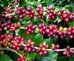 Encontro de Cafeicultores do Ifes de Alegre reúne produtores do Caparaó