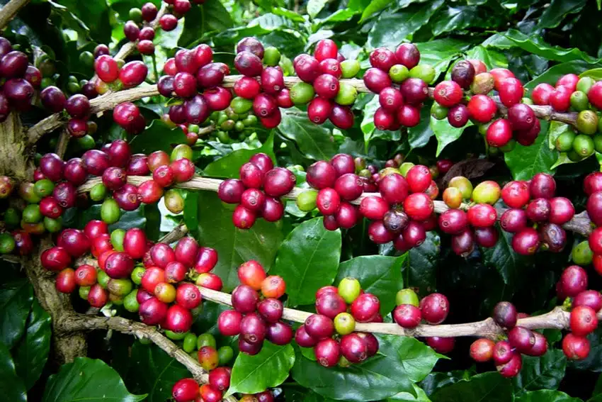 Festa do café em Cachoeiro