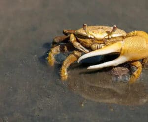 Livro sobre peixes e crustáceos será lançado nesta quinta-feira (6) Caranguejo