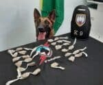 PC apreende drogas e prende suspeitos de tráfico em São José do Calçado