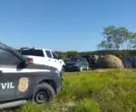 PC prende suspeitos de furtar madeira e produzir carvão ilegal no ES