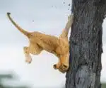 Concurso de fotos mais engraçadas de animais abre inscrições