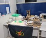 Cadela farejadora encontra mais de 3 mil pinos de cocaína em caixa d’água