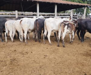 Polícia Civil recupera cabeças de gado e prende gerente de fazenda Polícia Civil recupera cabeças de gado e prende gerente de fazenda no ES