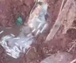 Traficante dispensa droga no vaso para escapar da PM, mas acaba preso
