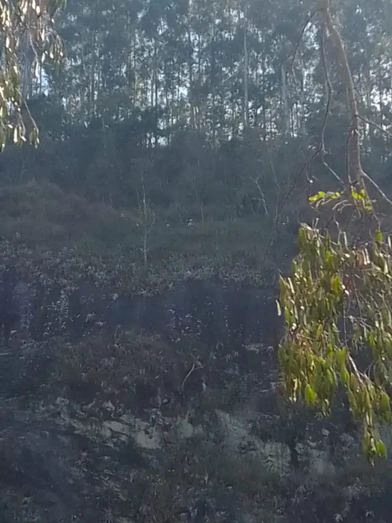 Filhotes são resgatados após ficarem presos em penhasco de 150 metros em Irupi