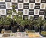 Polícia apreende 15 pés de skunk e prende suspeito de tráfico de drogas no ES