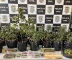 Polícia apreende 15 pés de skunk e prende suspeito de tráfico de drogas no ES