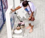 Parque municipal no Espírito Santo ganha espaço para pets reformado